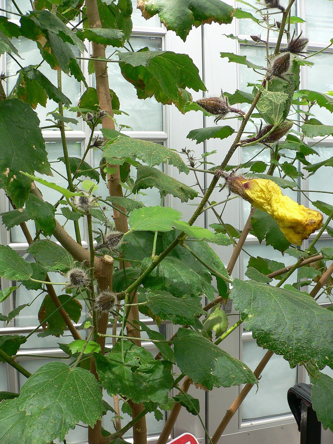 Hibiscus brackenridgei, Hawaiian yellow hibiscus — spreading semi-evergreen (Malvaceae) (image 1 of 9)