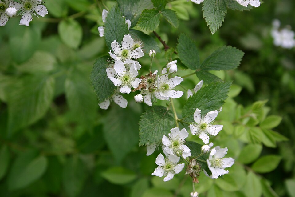 Rubus pensilvanicus (Pennsylvania Blackberry) (alternate view 6)