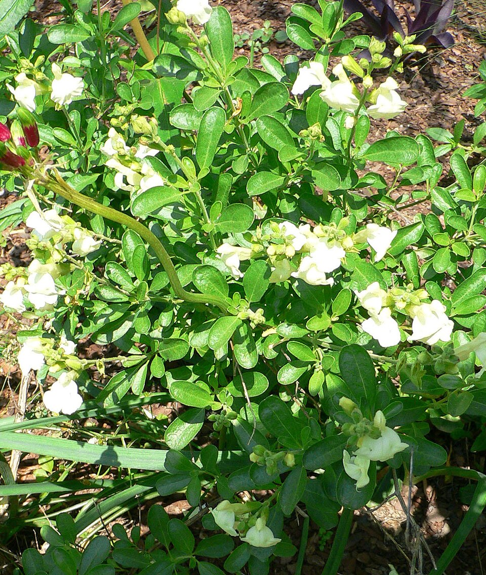Salvia greggii (Autumn sage) (alternate view 11)