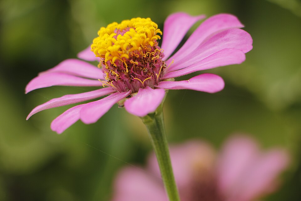 Zinnia (Zinnias) (alternate view 3)