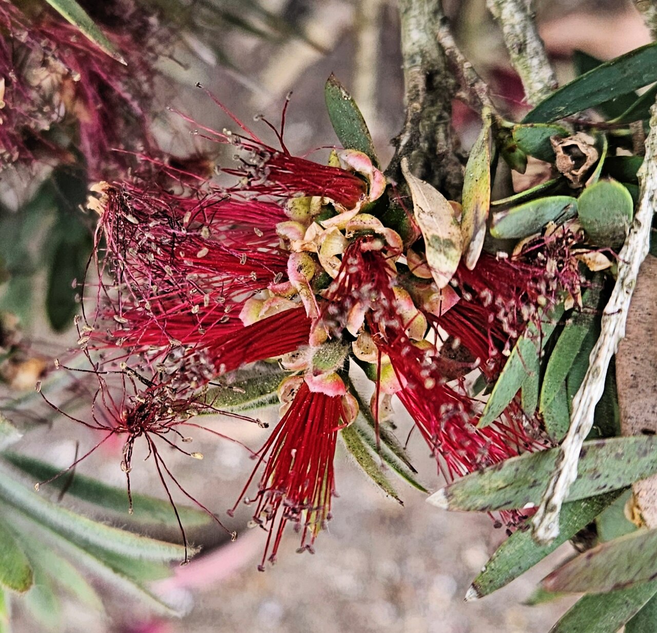 Callistemon 'Little John', Dwarf bottlebrush — mounding evergreen (Myrtaceae) (image 9 of 9)