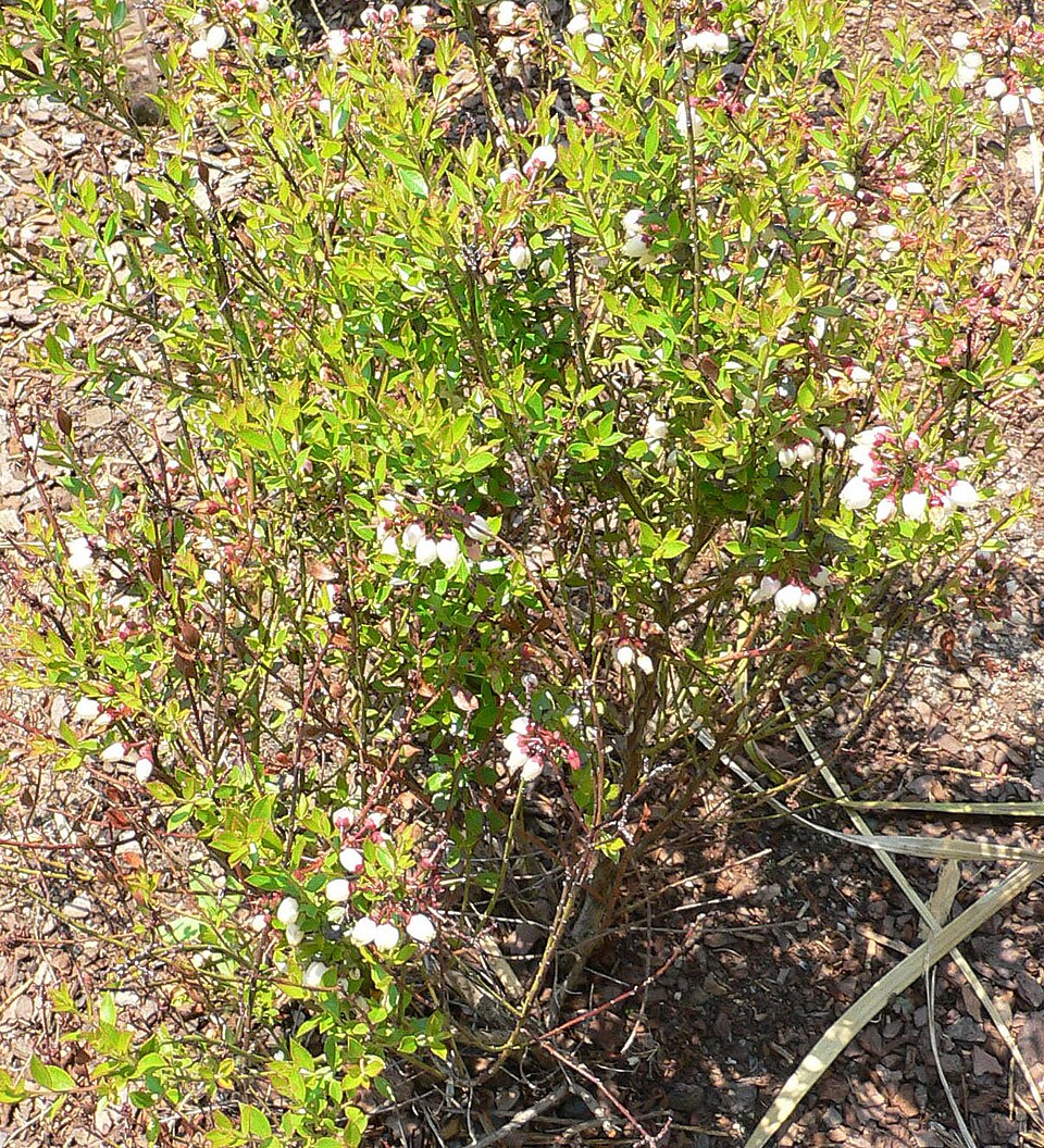 Vaccinium myrsinites (Shiny blueberry) (alternate view 6)