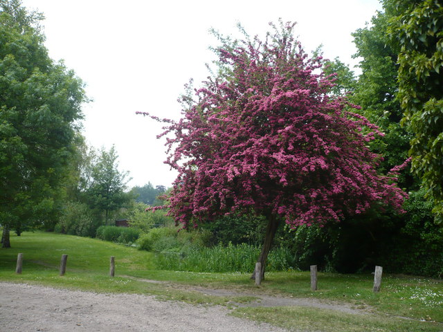 Crataegus (hawthorns) (alternate view 4)