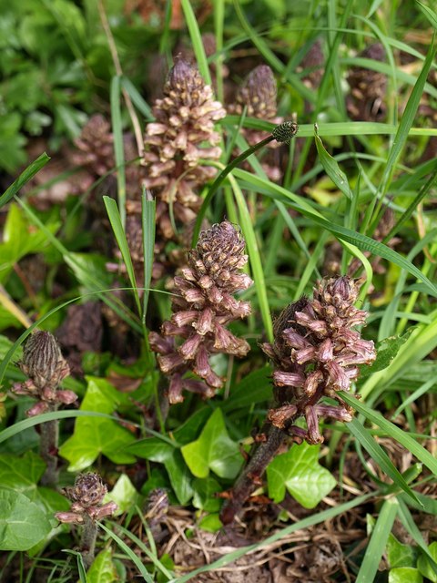 Orobanche hederae (ivy broomrape)