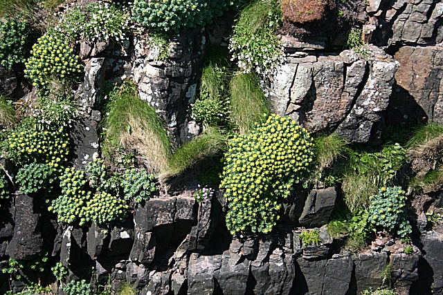 Rhodiola rosea (Roseroot)