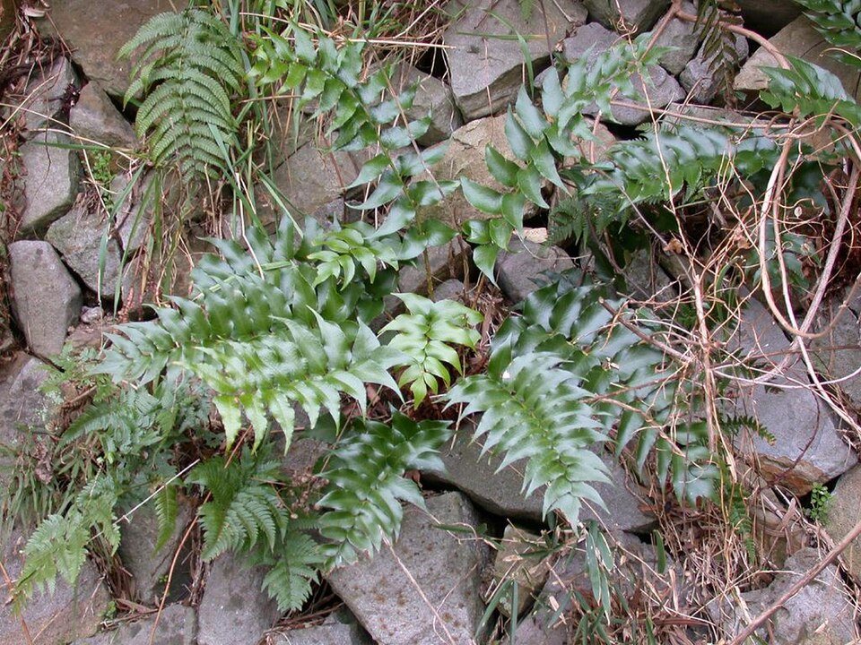 Cyrtomium falcatum (Japanese Holly Fern) (alternate view 5)