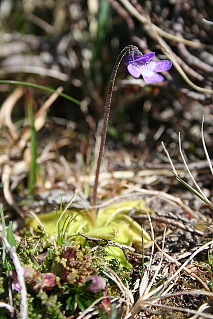 Pinguicula vulgaris (Common Butterwort)