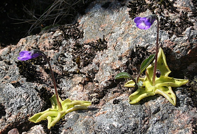 Pinguicula vulgaris (Common Butterwort)