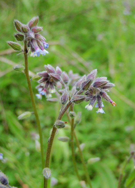 Myosotis discolor (Changing Forget-me-not)