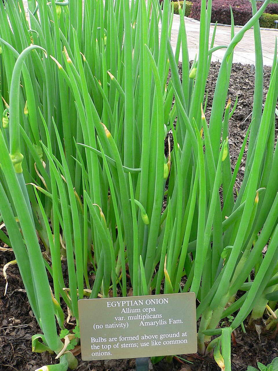 Allium proliferum (tree onion) (alternate view 3)