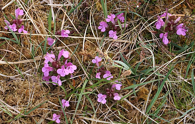 Pedicularis sylvatica (Common Lousewort)
