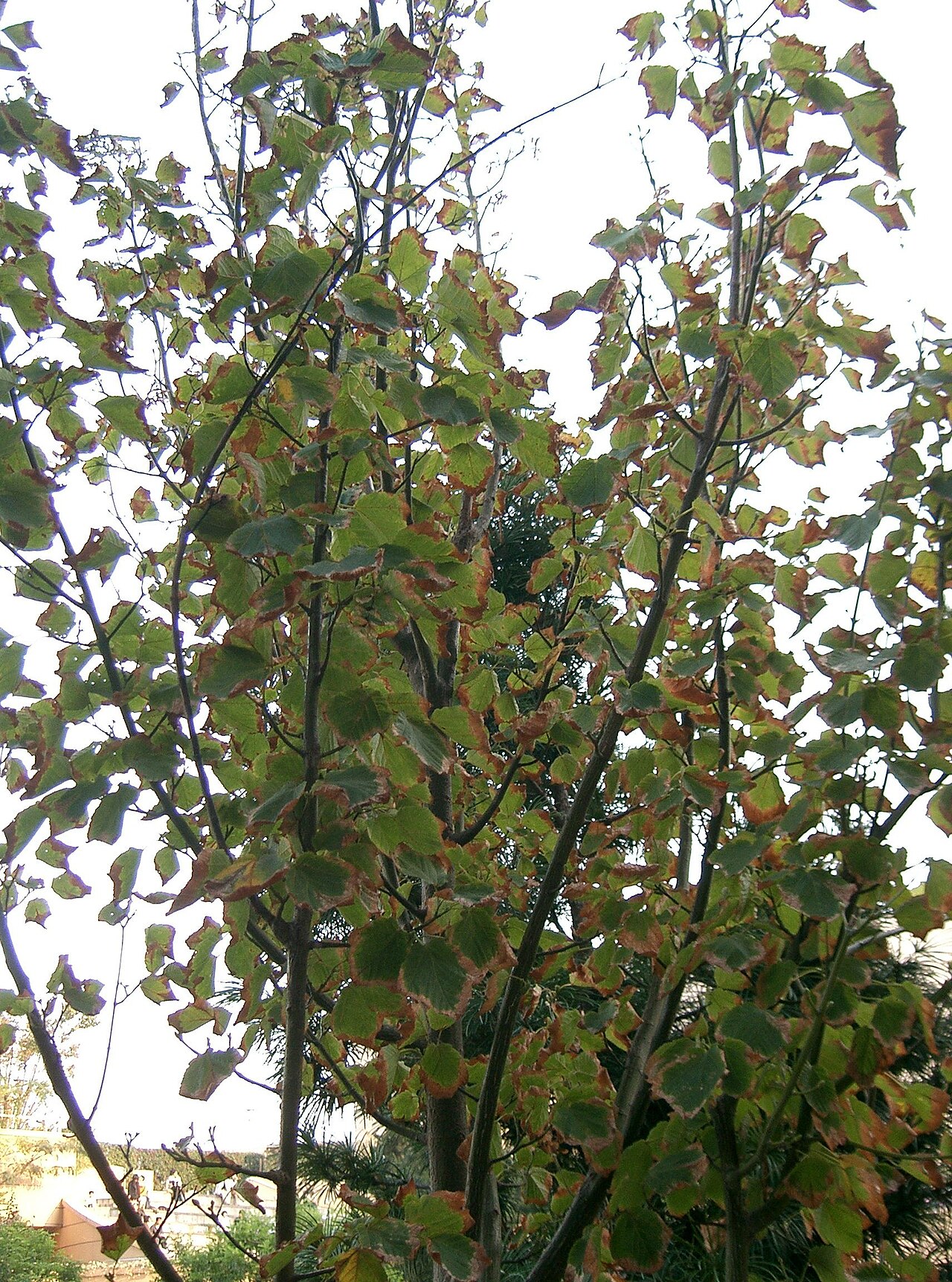 Acer rufinerve, Redvein maple — upright deciduous (Sapindaceae) (image 1 of 10)
