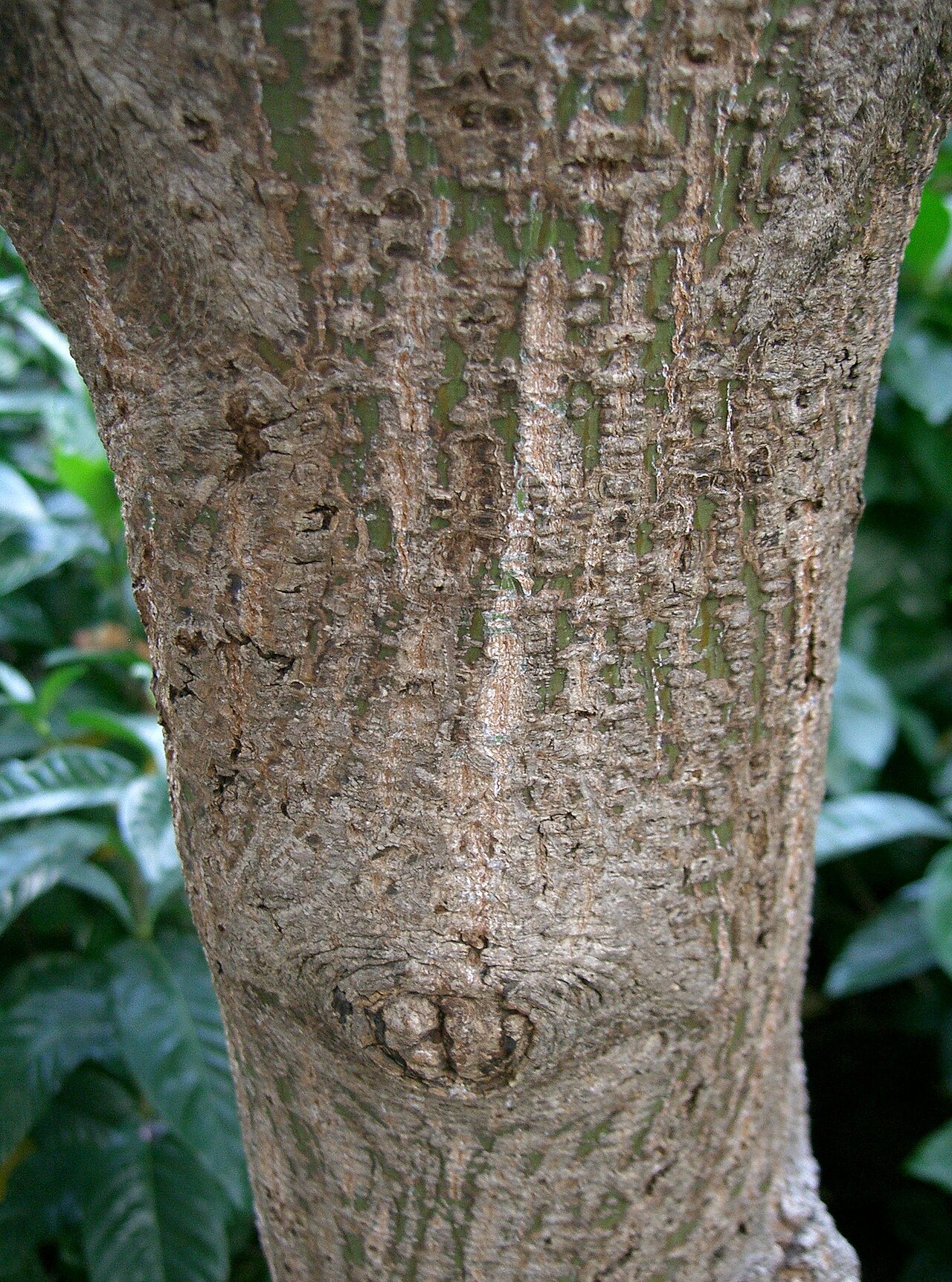 Acer rufinerve, Redvein maple — upright deciduous (Sapindaceae) (image 2 of 10)