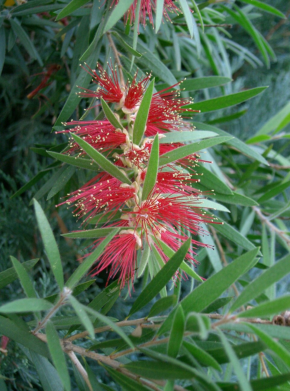 Melaleuca viminalis (weeping bottlebrush) (alternate view 6)