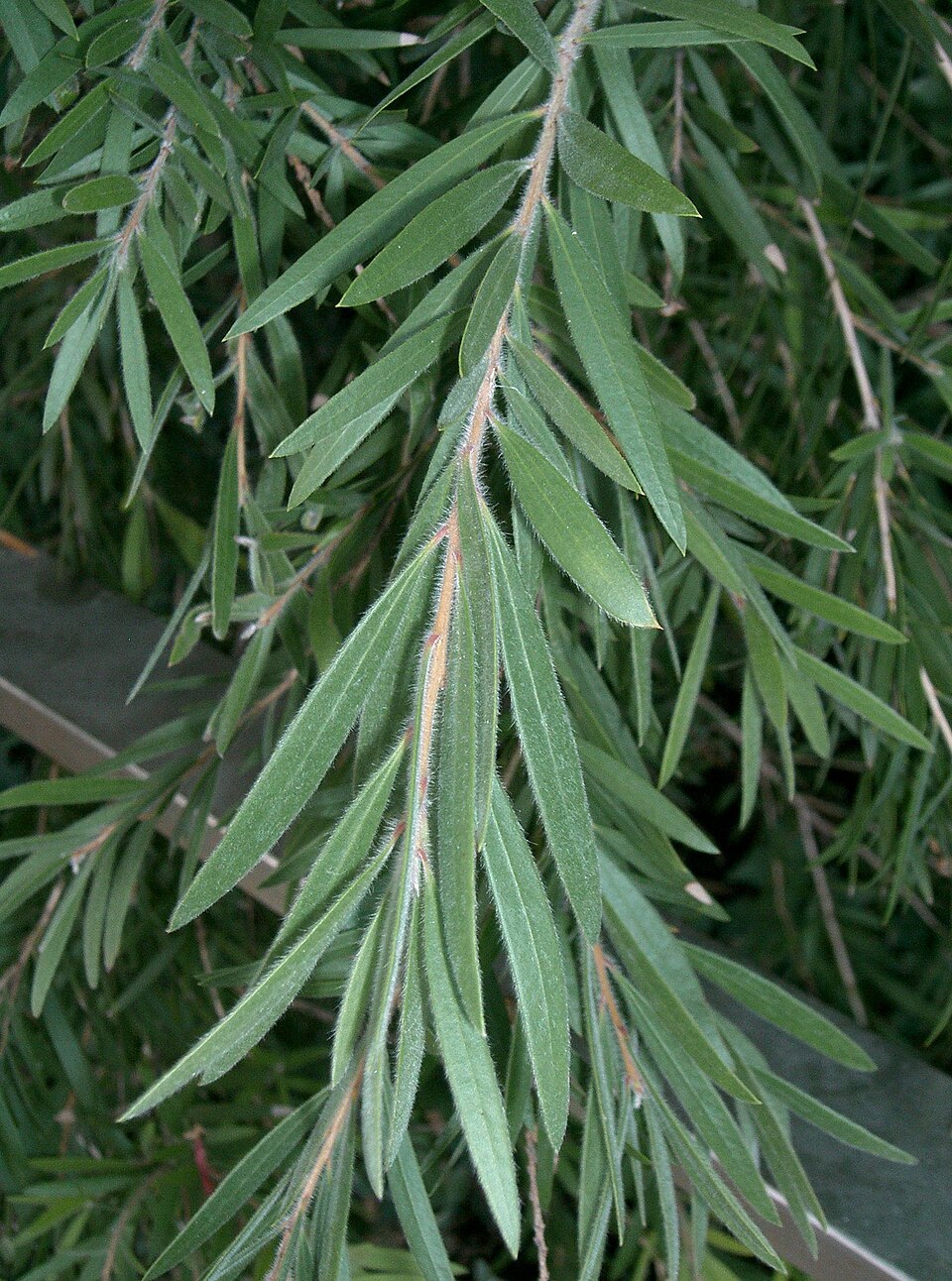 Melaleuca viminalis (weeping bottlebrush) (alternate view 7)