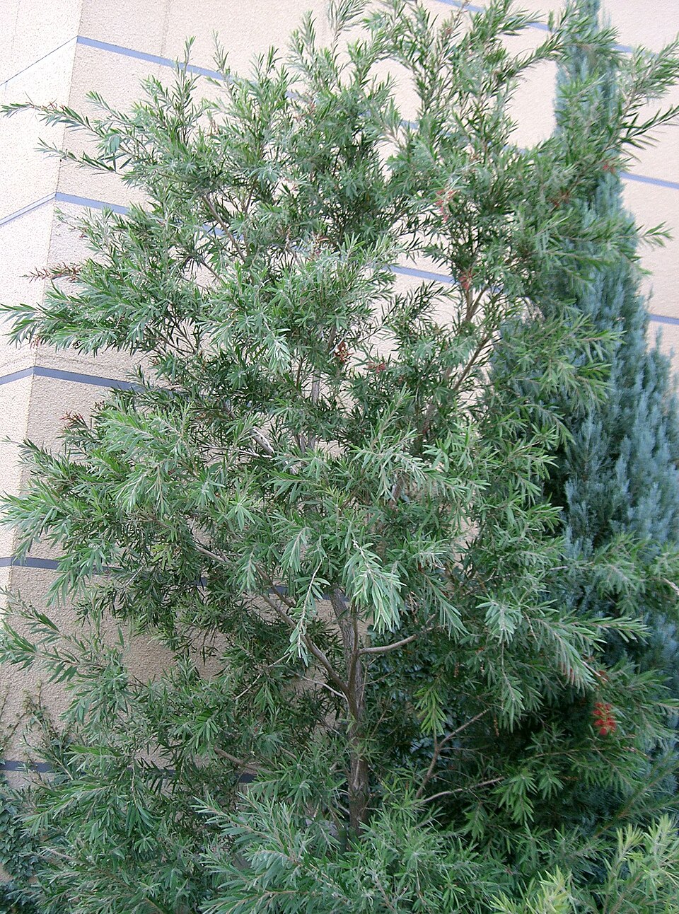 Melaleuca viminalis (weeping bottlebrush) (alternate view 8)