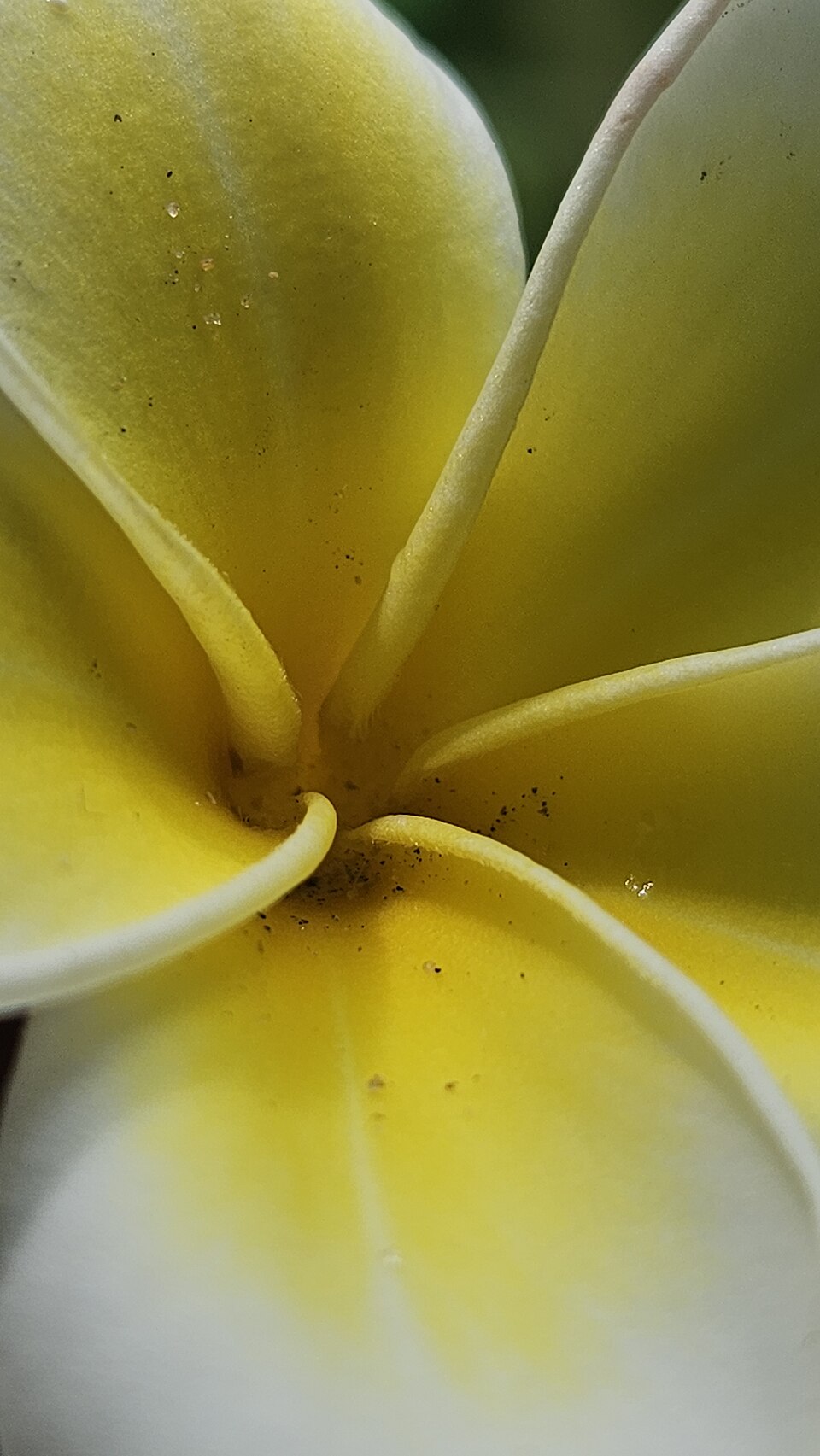 Plumeria (Frangipani Trees) (alternate view 6)