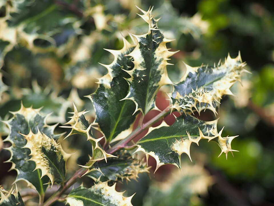 Ilex aquifolium 'Ferox Argentea' (variegated porcupine holly) (alternate view 4)