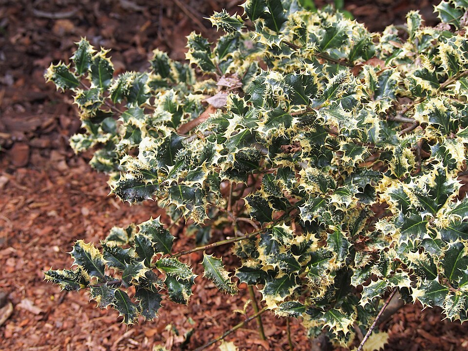 Ilex aquifolium 'Ferox Argentea' (variegated porcupine holly) (alternate view 5)