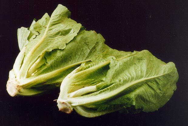 Lactuca sativa var. longifolia (Romaine Lettuce)