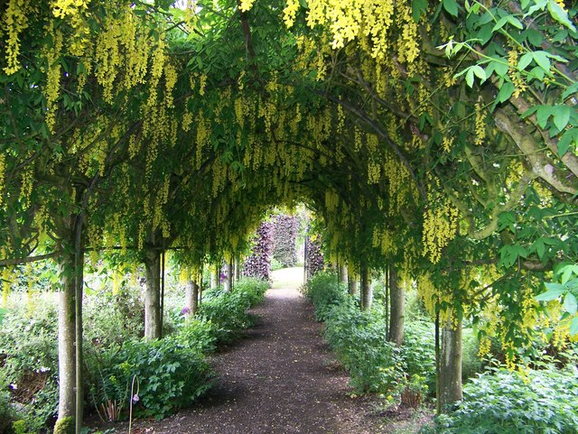 Laburnum x watereri (Goldenchain Tree) (alternate view 3)