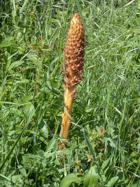 Orobanche minor (Common Broomrape)