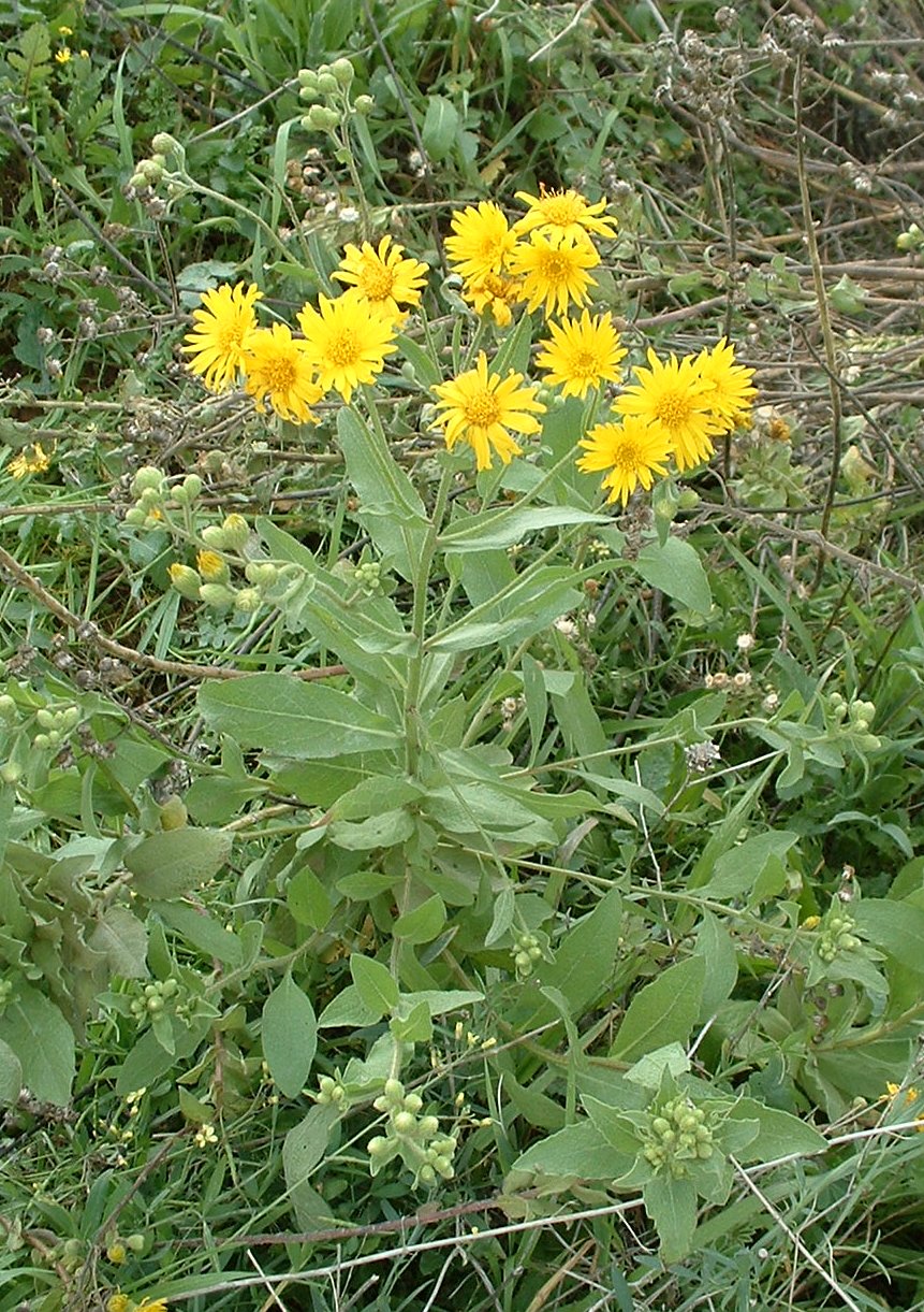 Heterotheca subaxillaris (Camphorweed)
