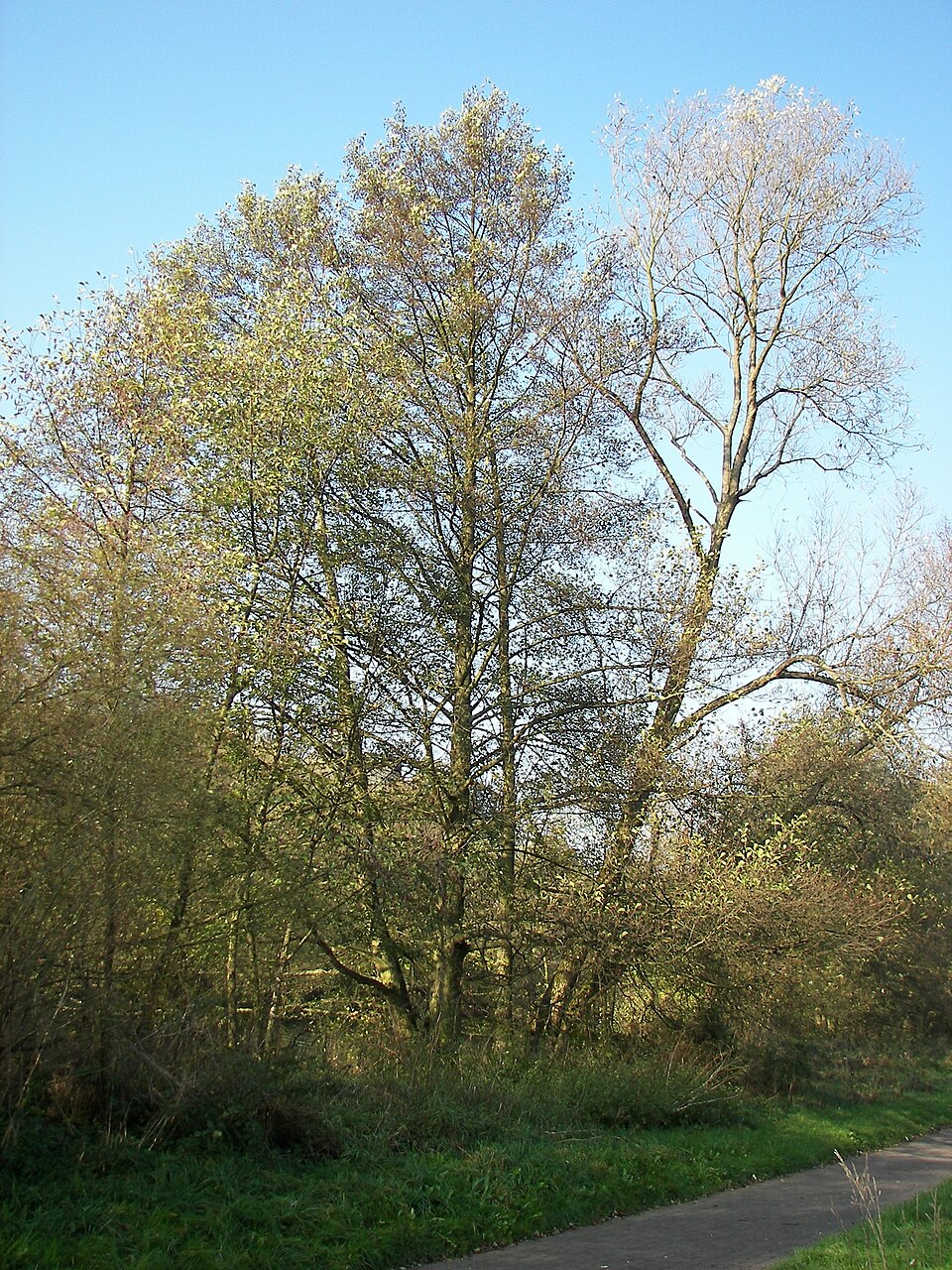 Alnus glutinosa (common alder)