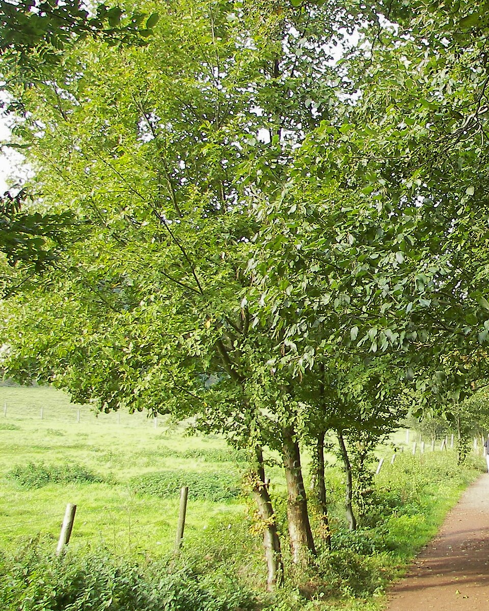 Alnus incana (Mountain Alder) (alternate view 7)