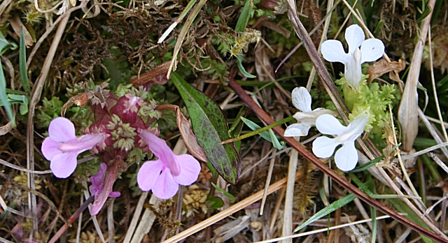 Pedicularis sylvatica (Common Lousewort)