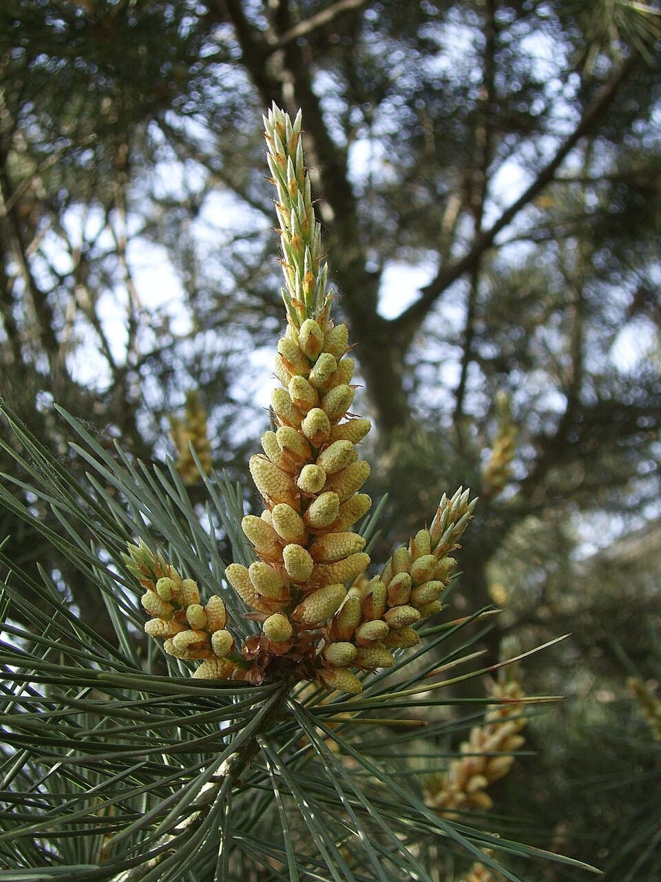 Pinus bungeana (Lacebark Pine) (alternate view 9)