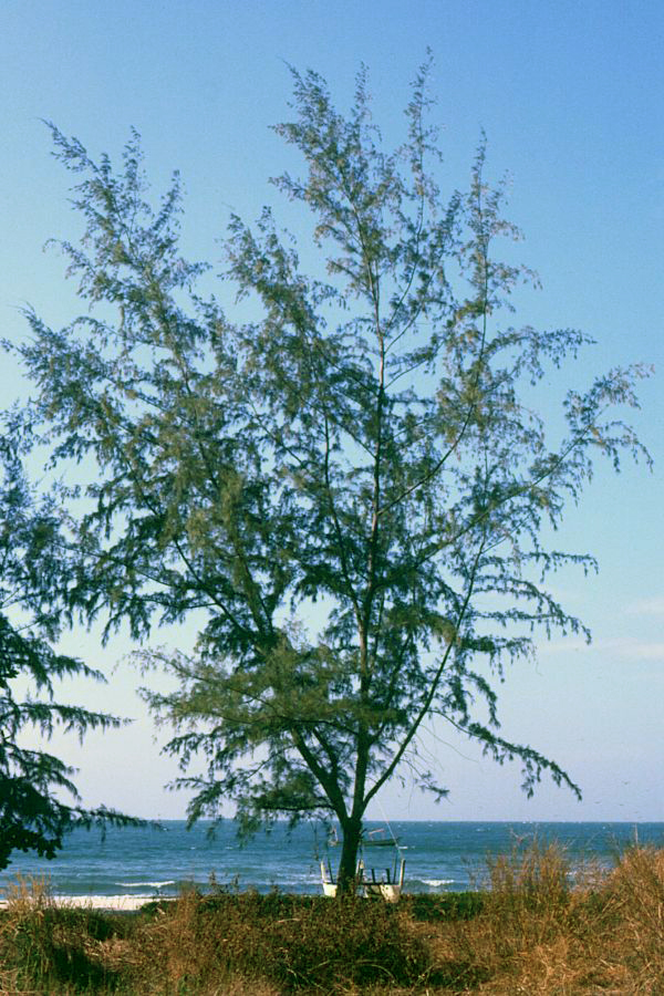 Casuarina equisetifolia (Beach Sheoak)