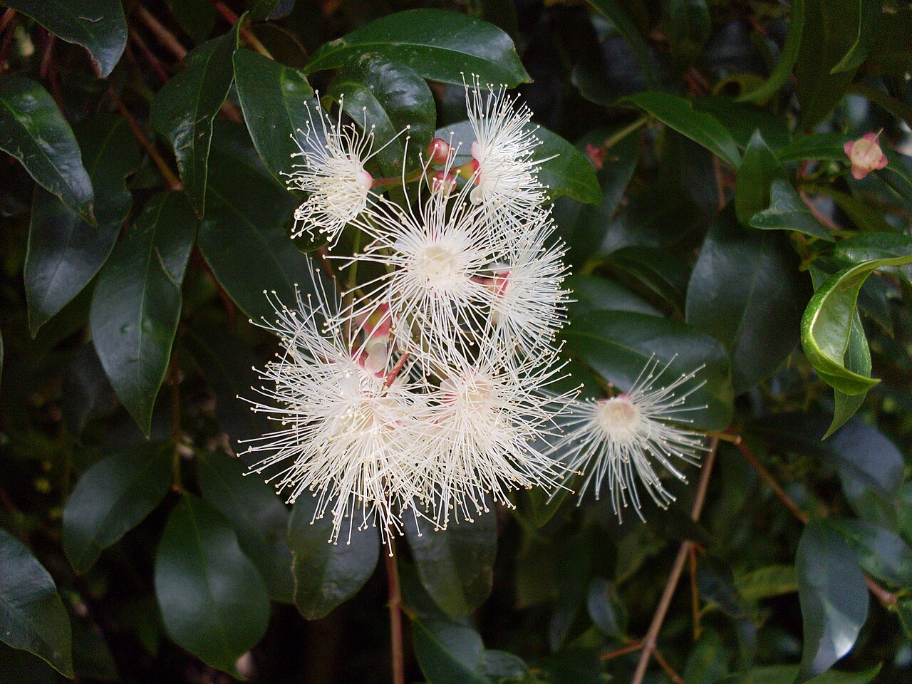 Syzygium paniculatum, Magenta lilly pilly — upright evergreen (Myrtaceae) (image 5 of 7)
