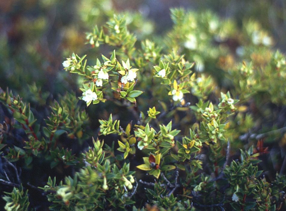 Gaultheria mucronata (Chilean pernettya) (alternate view 10)