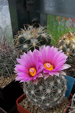 Escobaria vivipara (Spinystar) (alternate view 6)