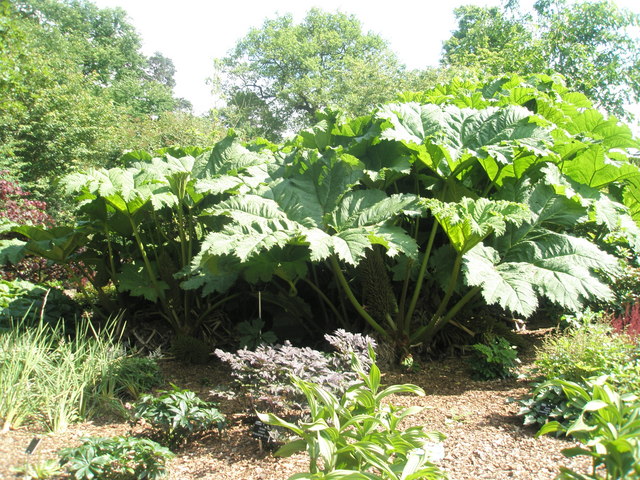 Gunnera manicata (gunnera) (alternate view 8)