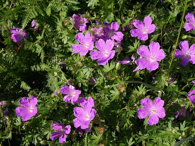 Geranium sanguineum (Bloody Crane's-bill)
