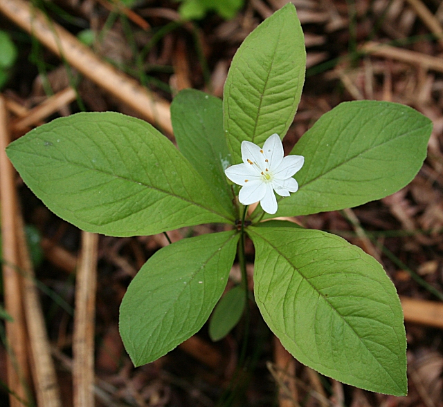 Lysimachia europaea (Arctic Starflower)