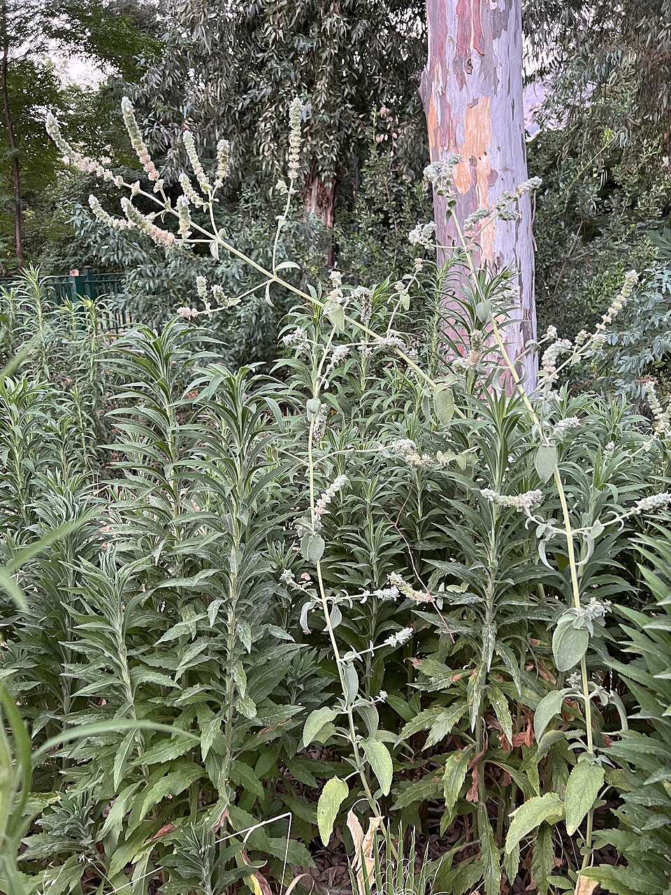 Stachys (Hedgenettles) (alternate view 11)