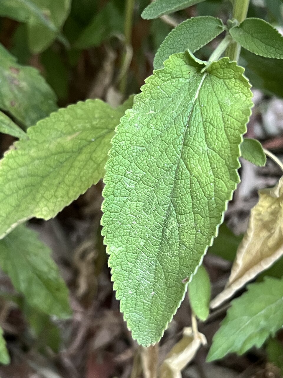 Stachys (Hedgenettles) (alternate view 12)