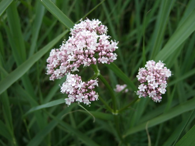 Valeriana dioica (Marsh Valerian)