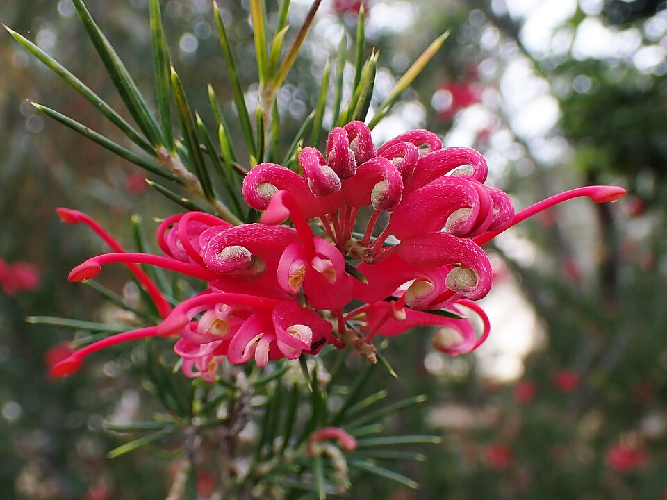 Grevillea 'Canberra Gem' (alternate view 2)