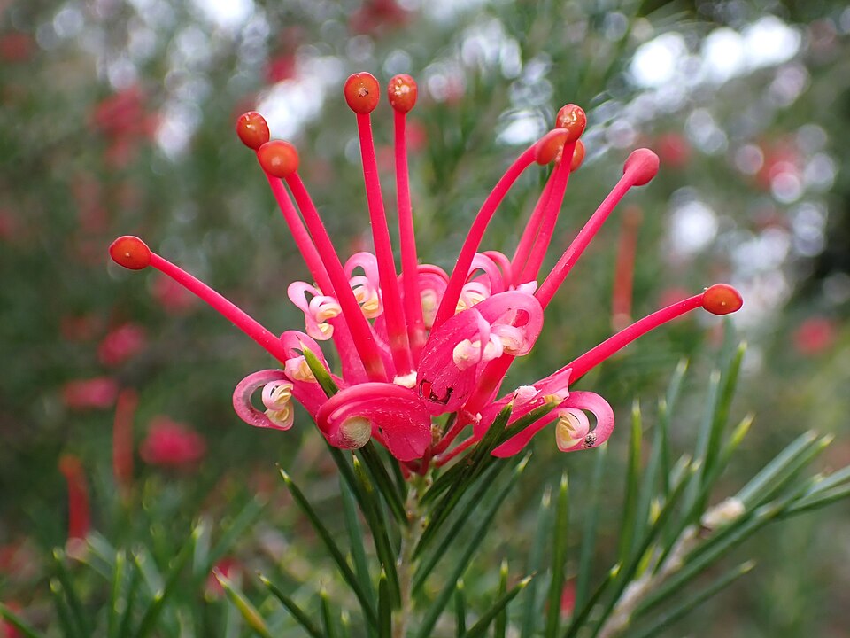Grevillea 'Canberra Gem' (alternate view 3)
