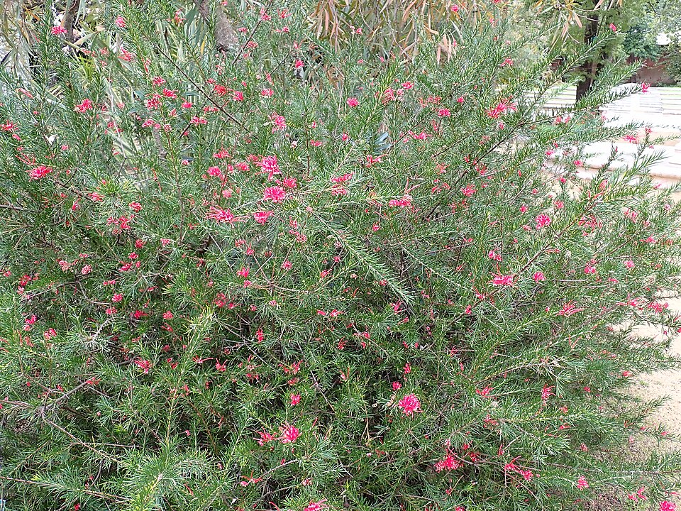Grevillea 'Canberra Gem' (alternate view 4)