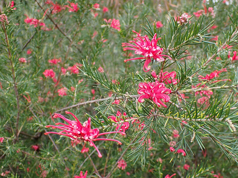 Grevillea 'Canberra Gem' (alternate view 5)
