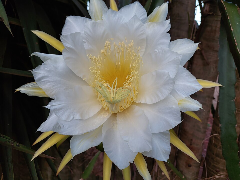 Selenicereus (moonlight cactuses) (alternate view 6)