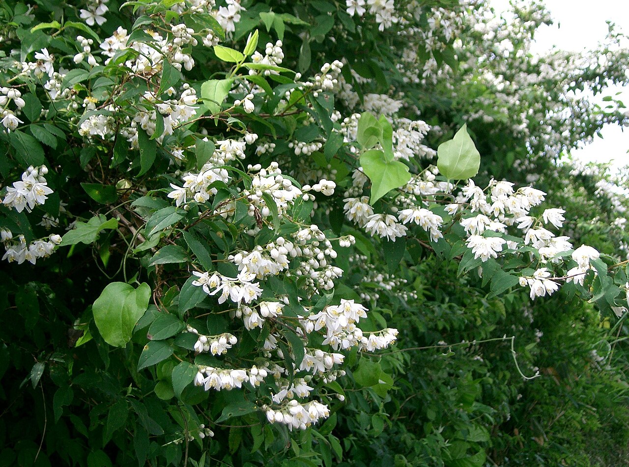 Deutzia crenata, Fuzzy deutzia — upright deciduous (Hydrangeaceae) (image 3 of 10)