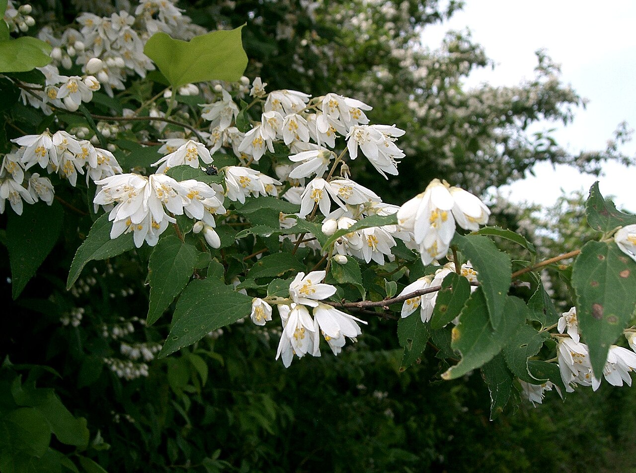 Deutzia crenata, Fuzzy deutzia — upright deciduous (Hydrangeaceae) (image 4 of 10)
