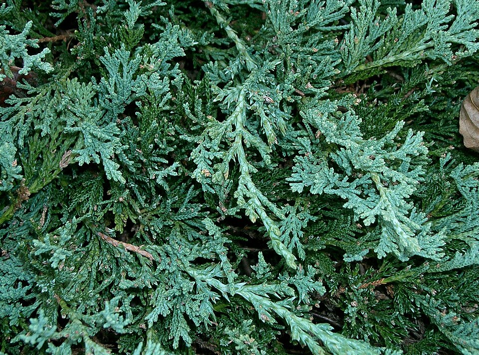 Juniperus horizontalis 'Wiltonii' (Blue Rug Juniper)