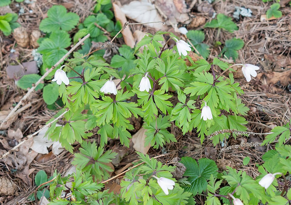 Eriocapitella (Fall-blooming anemones) (alternate view 7)